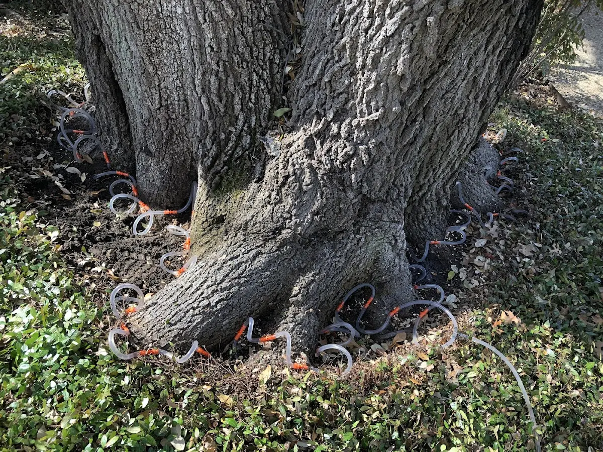 Detailed Tree Cabling and Bracing job site in Parryville