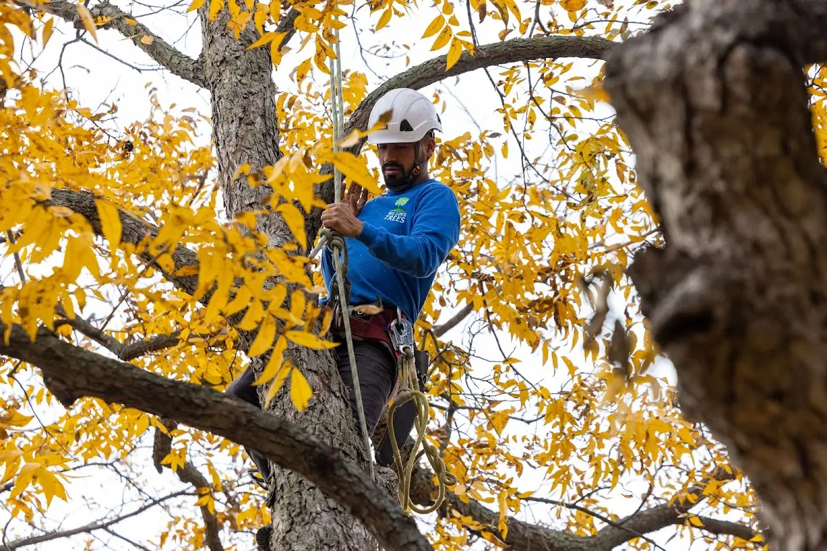 Skilled Tree Pruning crew working in Parryville